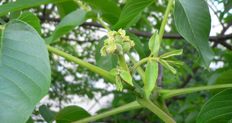 Juglans Regia Medicinal Use